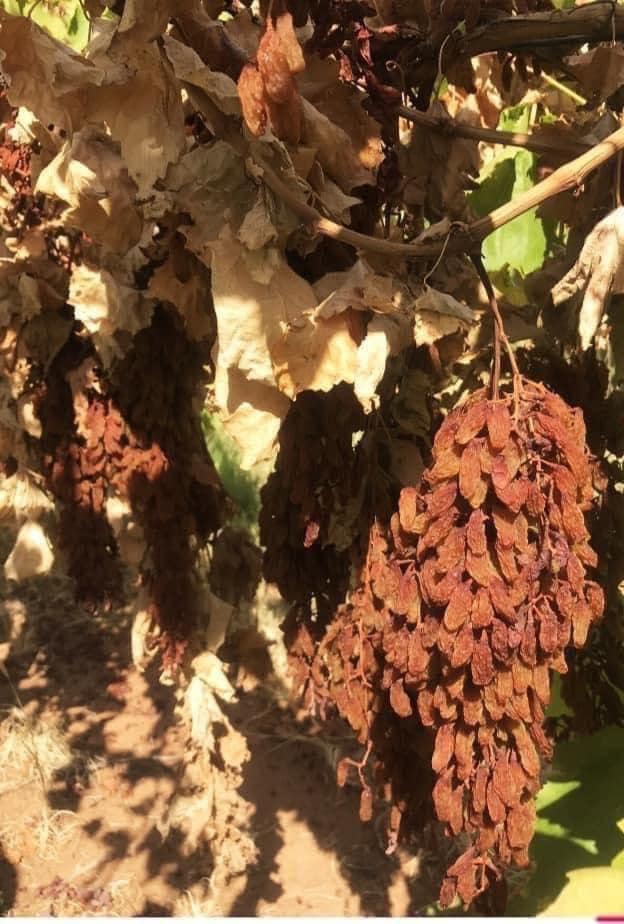 Nho khô nguyên cành Cluster hộp 500gr của Úc