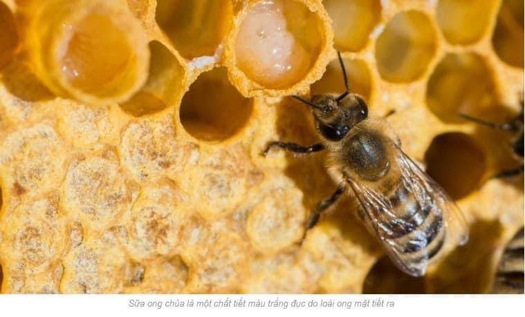 Sữa Ong Chúa Healthy Care Royal Jelly - Úc hộp 365v