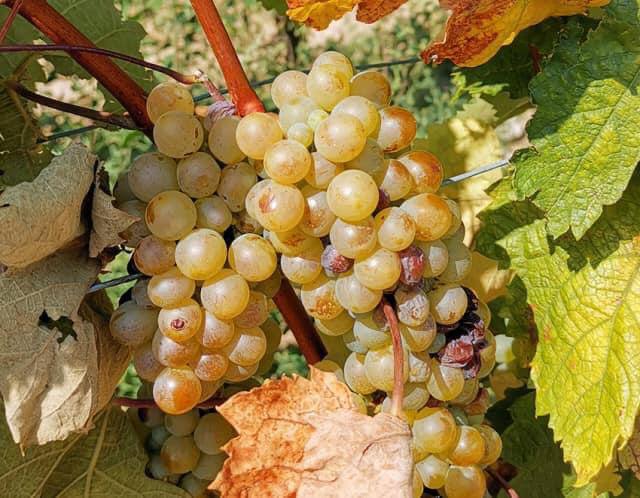 Rượu vang Tokaji Aszu 5 dung tich 500ml