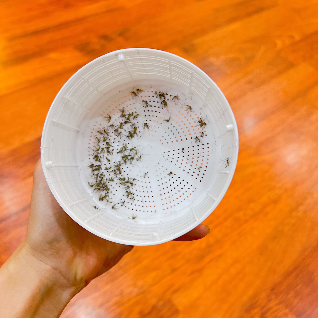 Máy bắt muỗi côn trùng của Nhật