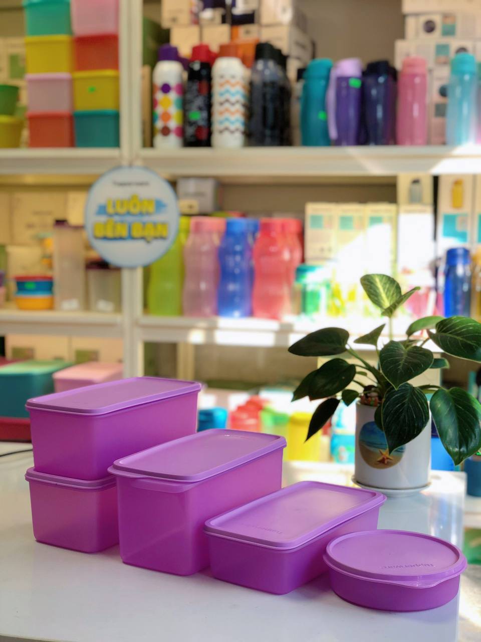 Bộ trữ mát tím freshia tupperware 5 món 1 hộp 3.1L, 2 hộp 2.2L, 1 hộp 1.3L và 1 hộp tròn 550ml