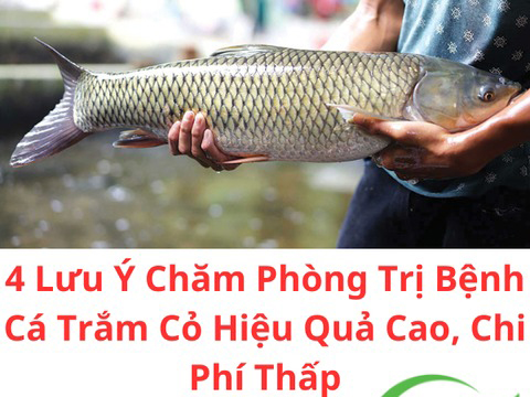 4 lưu ý chăm phòng trị bệnh cá trắm cỏ hiệu quả cao chi phí thấp.