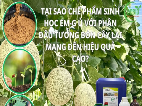 Tại sao chế phẩm sinh học em-g ủ với phân đậu tương bón cây lại mang đến hiệu quả cao?