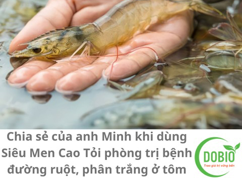 Chia sẻ của anh Minh khi dùng Siêu Men Cao Tỏi phòng trị bệnh đường ruột, phân trắng ở tôm