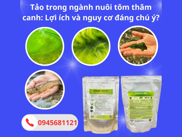 Tảo trong ngành nuôi tôm thâm canh: Lợi ích và nguy cơ đáng chú ý?