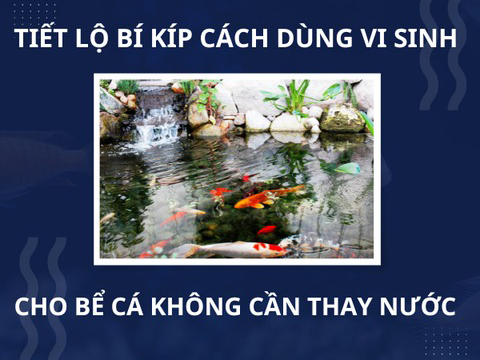 Tiết lộ bí kíp cách dùng vi sinh cho bể cá không cần thay nước