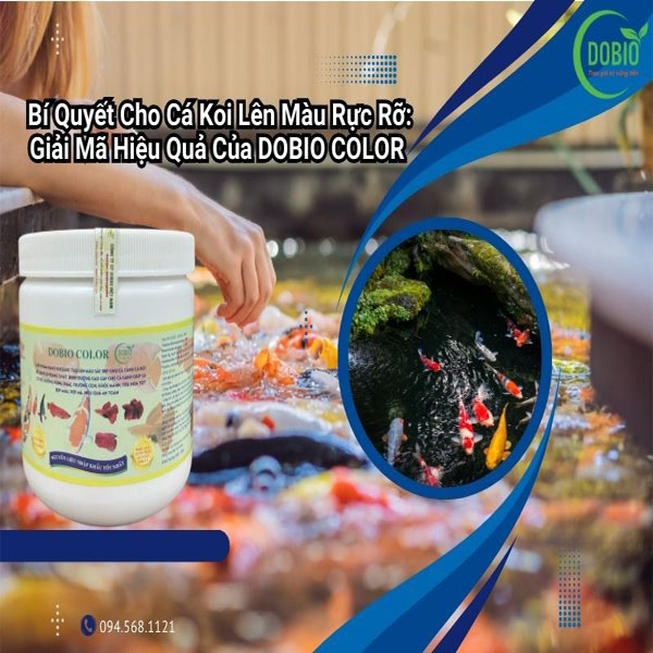 Bí Quyết Cho Cá Koi Lên Màu Rực Rỡ: Giải Mã Hiệu Quả Của DOBIO COLOR