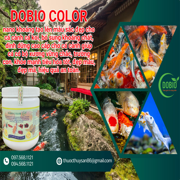 Bí quyết Nuôi Cá Cảnh: Cách Cho Cá Ăn Đúng Cách và Sử Dụng DOBIO COLOR để Khuôn Mặt Cá Cảnh Nổi Bật