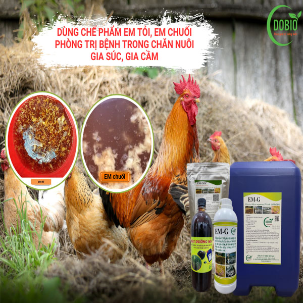 Cách ủ EM tỏi, EM chuối - Tăng cường sức đề kháng, phòng bệnh cho vật nuôi