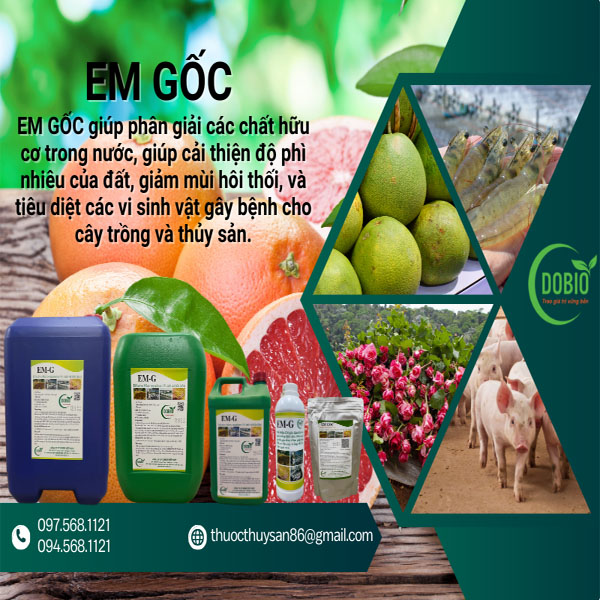 Cách ủ EM-G DOBIO cho cây trồng - Bí quyết giúp cây trồng phát triển khỏe mạnh, năng suất cao