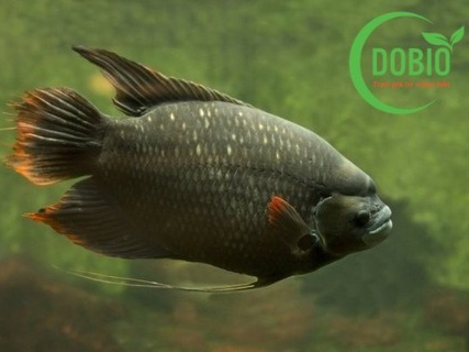 Hướng dẫn kỹ thuật nuôi cá tai tượng hiệu quả