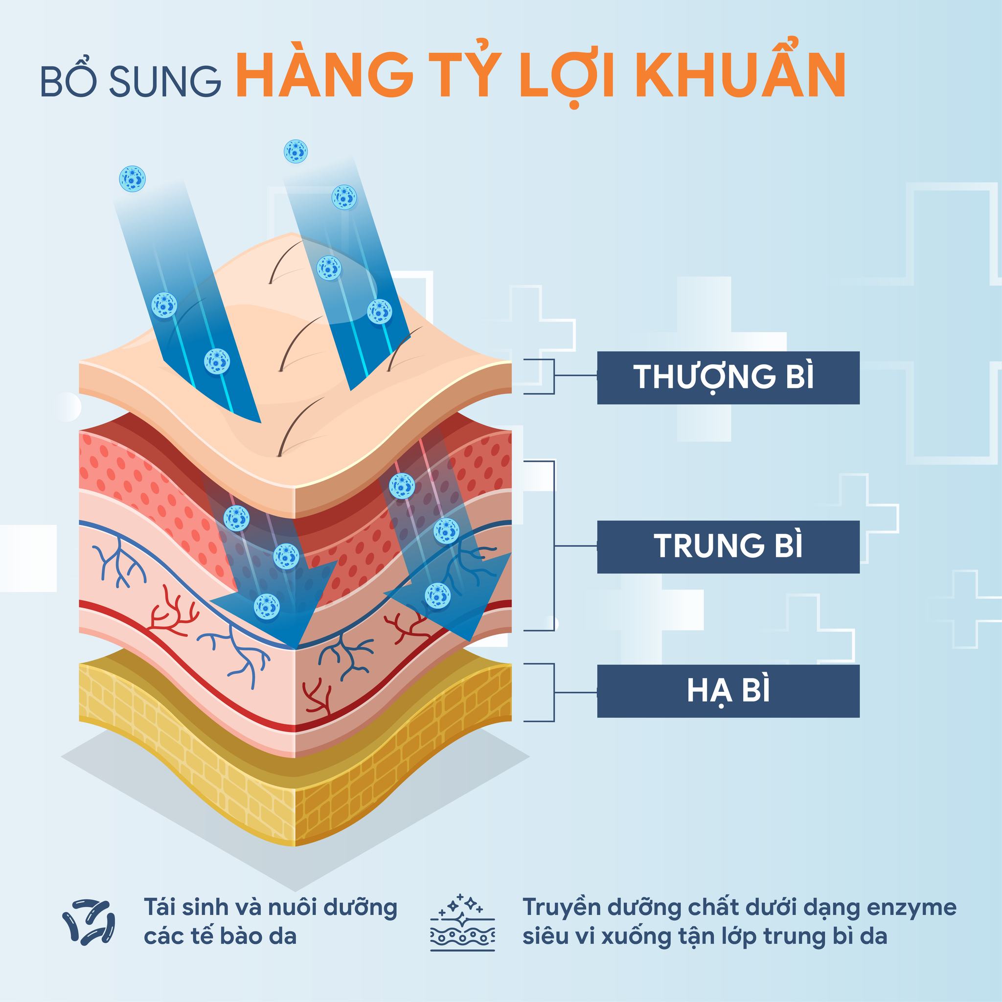 BỘ TÁI SINH TOÀN DIỆN 2.0