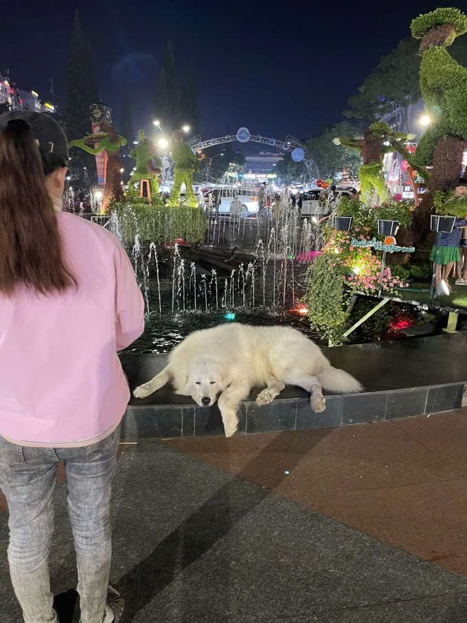 Vụ chó bị bạo hành ở Đà Lạt: Du khách phẫn nộ, tẩy chay dịch vụ chụp ảnh