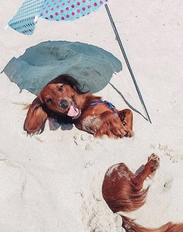 sản phẩm mới cho chó