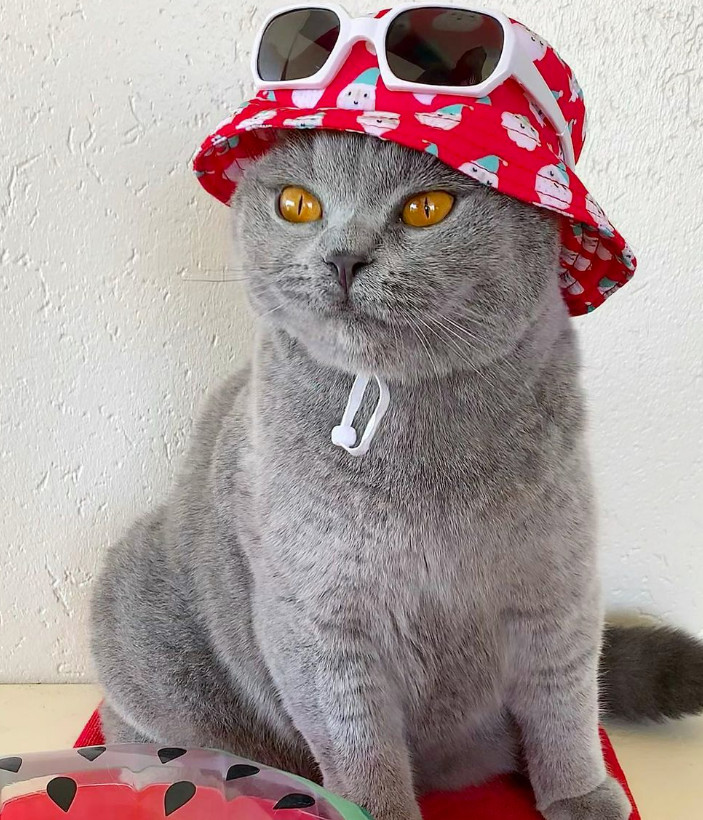 sản phẩm mới cho mèo