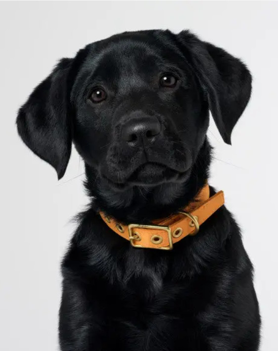 sản phẩm mới cho chó