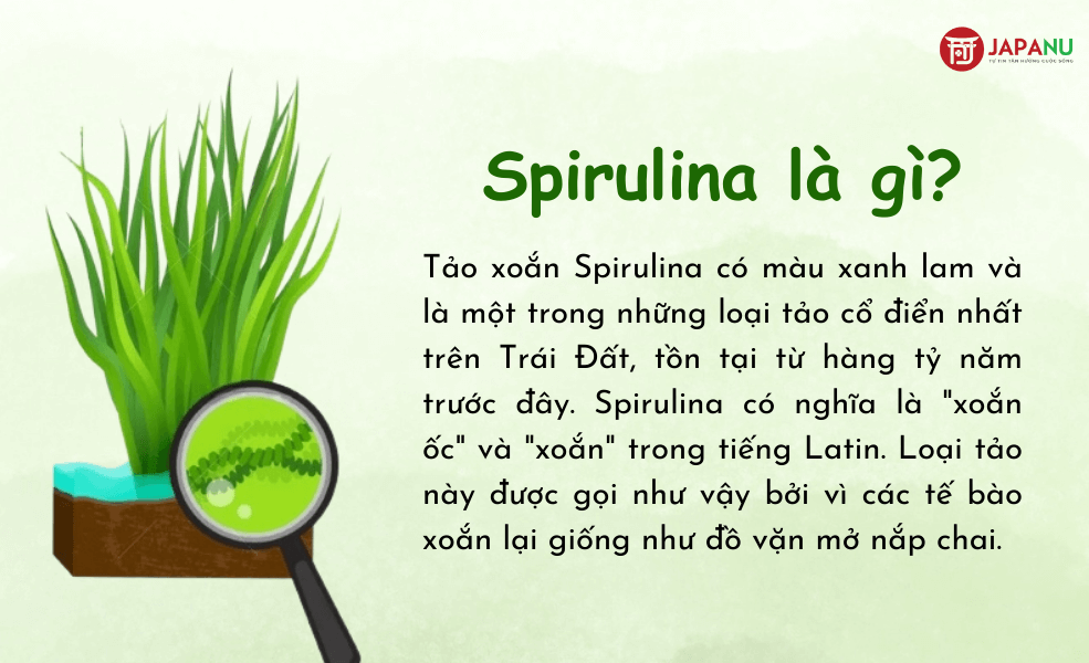 Tảo xoắn Spirulina