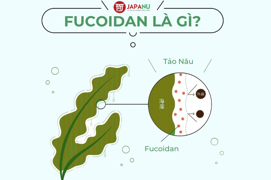 Fucoidan là gì?