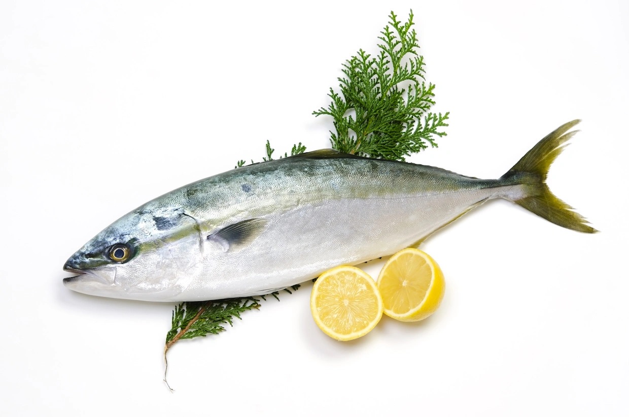 Cá cam Nhật Bản (Hamachi, Buri)