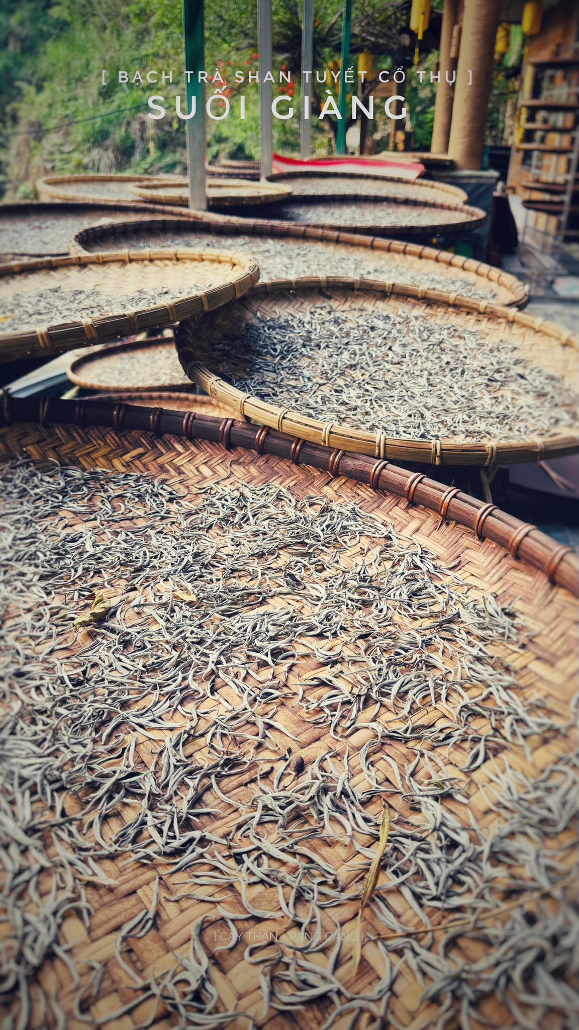Bạch trà Shan Tuyết Suối Giàng – Tinh hoa thuần khiết, chạm đến an nhiên