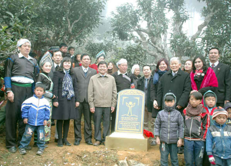 400 cây chè Shan tuyết Suối Giàng là Cây di sản Việt Nam