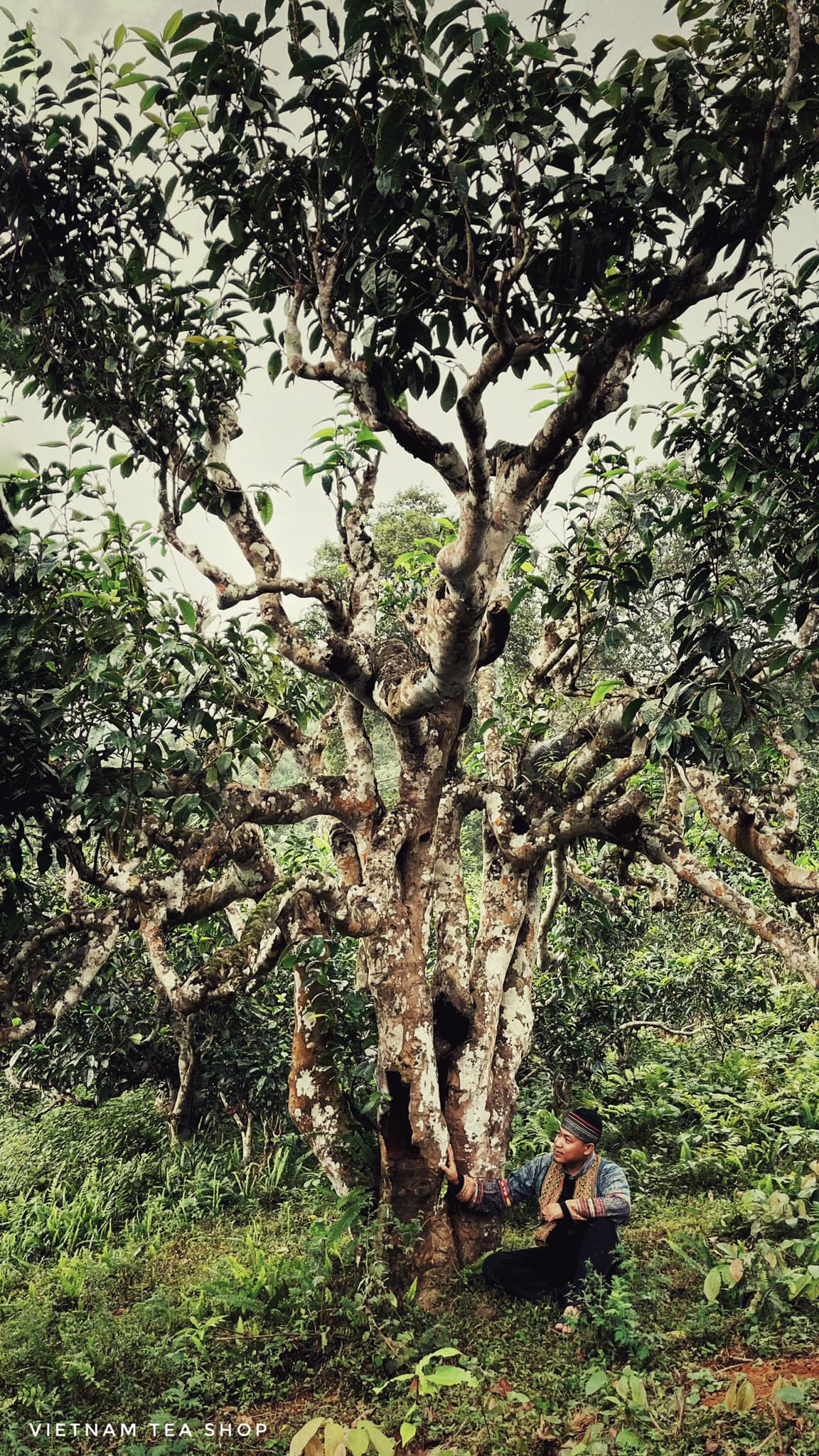 Chè Shan Tuyết là gì? Chè Shan Tuyết khác chè thông thường như thế nào?