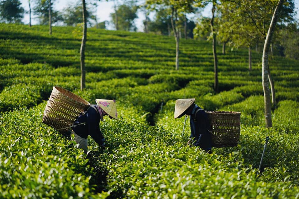 Trà Oolong: Thức uống tuyệt vời cho sức khỏe và cảm giác thư giãn