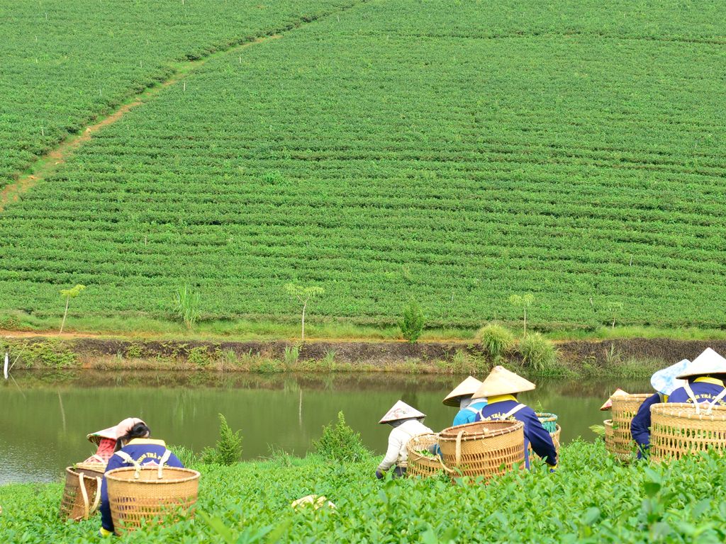 Tổng quan về Phước Lạc