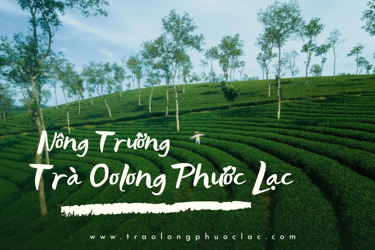 Nông trường Trà Phước Lạc Nơi tạo ra những sản phẩm Trà Đặc sản Đích thực.