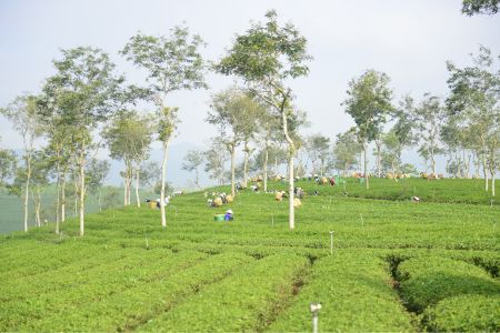 Trà Phước Lạc - Xây dựng hình ảnh thương hiệu trong ngành sản xuất