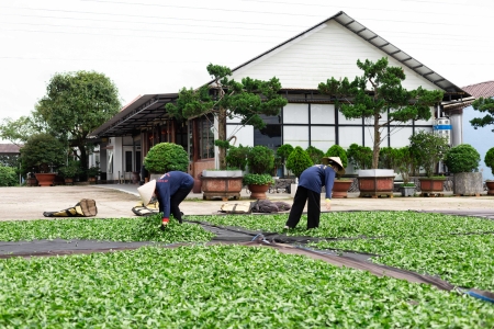 Trà OoLong Phước Lạc - Sắc trà của hương vị Việt Nam