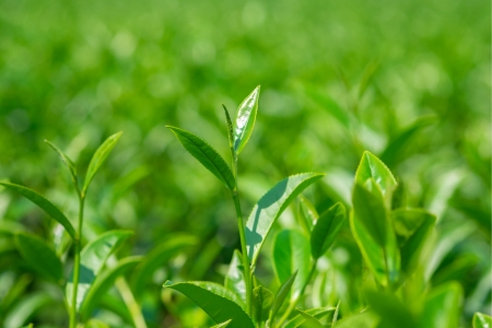 Trà OoLong Phước Lạc - Thanh khiết vị nguyên bản