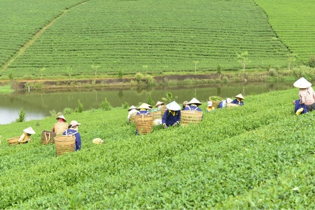 Quy trình sản xuất trà Phước Lạc