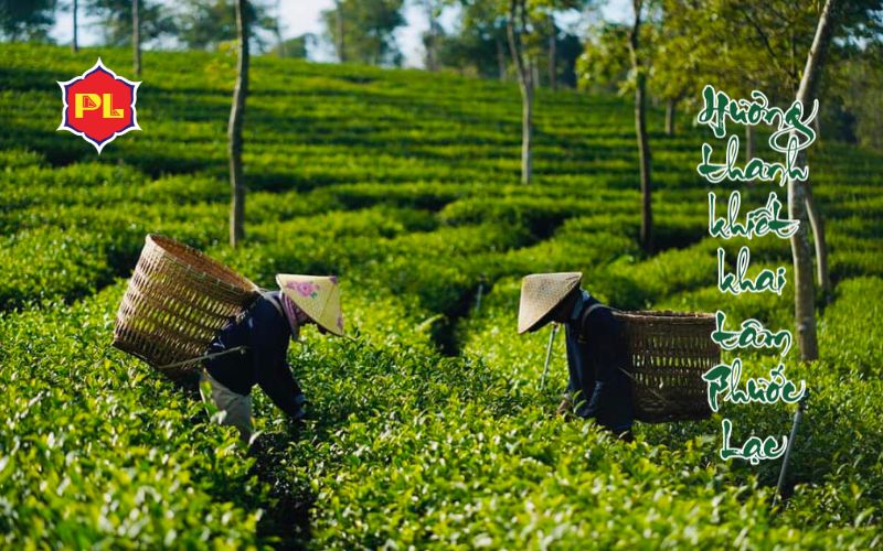 Trà Phước Lạc - Tâm Huyết Trong Ngành Trà B'lao