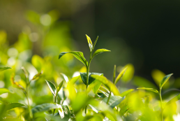 Nông nghiệp sạch - Tiêu chí sản xuất bền vững tại Phước Lạc