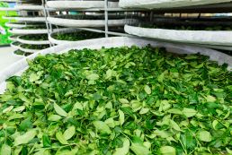 Phước Lạc không ngừng trân trọng trách nhiệm đối với cây trà và cộng đồng