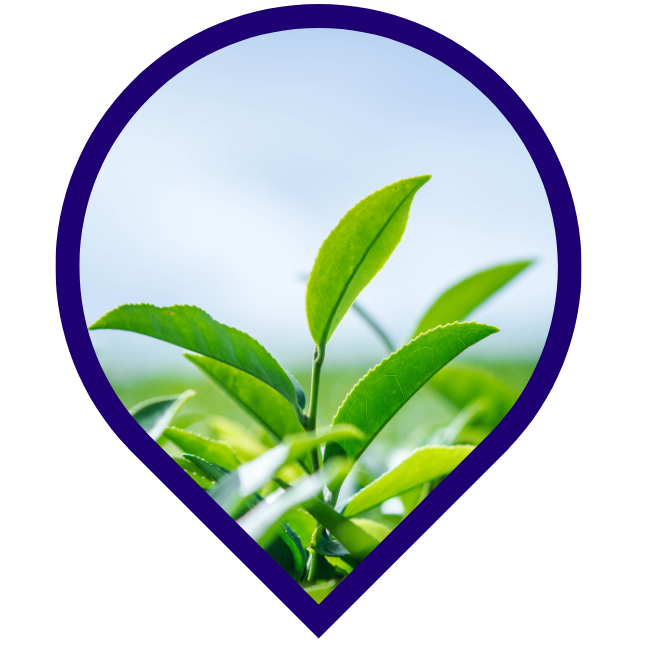 CÔNG DỤNG NỔI BẬT CỦA TRÀ OOLONG