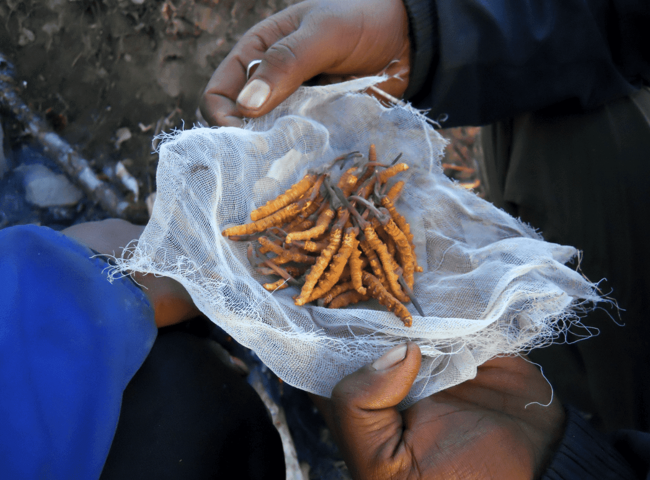 Ứng Dụng Đông Trùng Hạ Thảo Trong Làm Đẹp Và Chống Lão Hoá