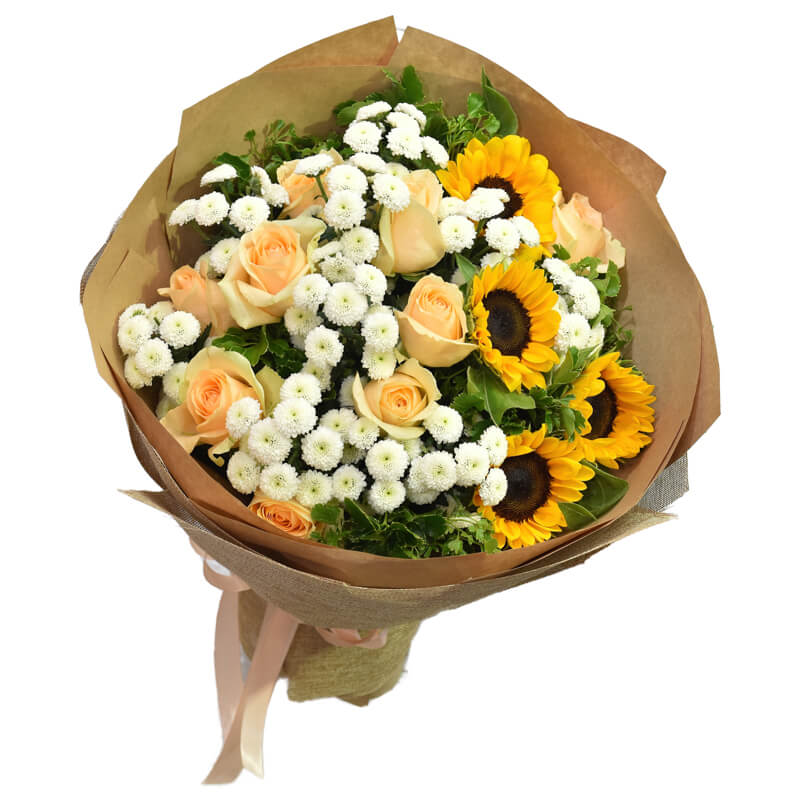 Chậu hoa hồng môn hướng dương