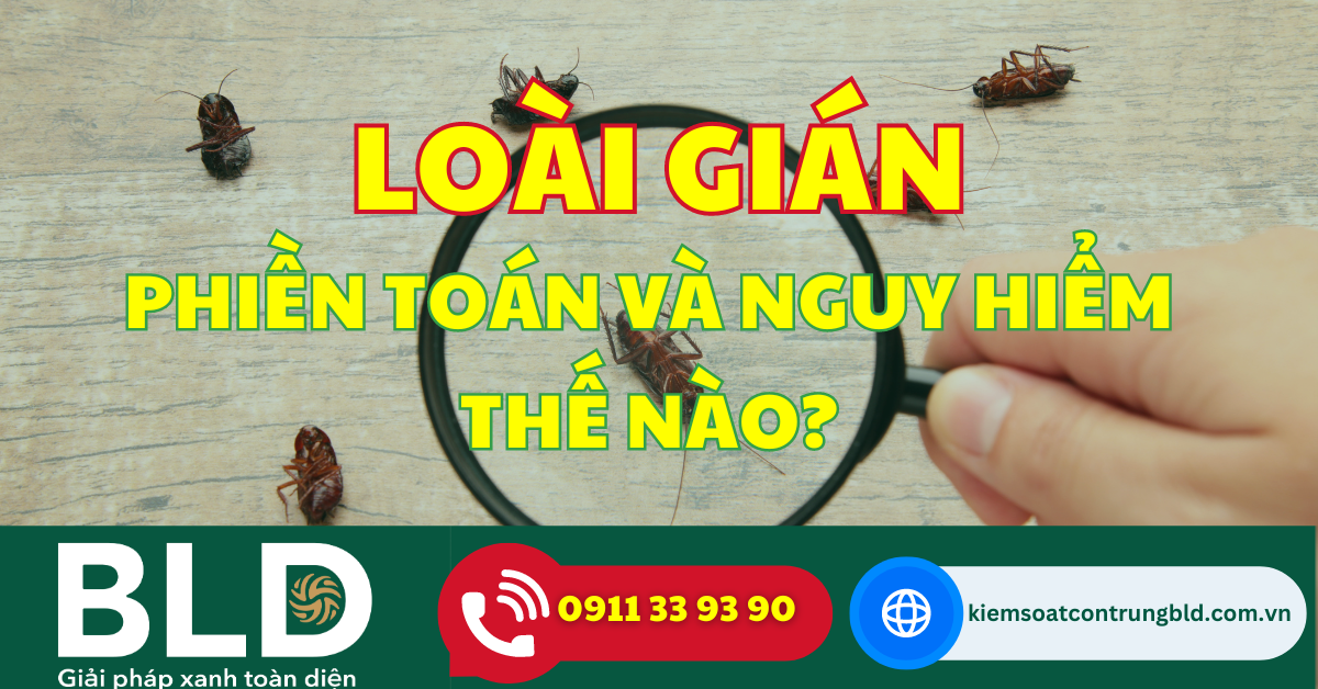 Loài gián phiền toái và nguy hiểm như thế nào?