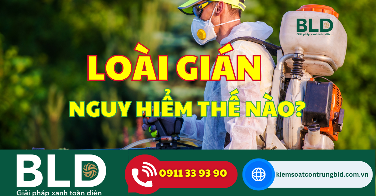 GIÁN GÂY NGUY HIỂM THẾ NÀO?