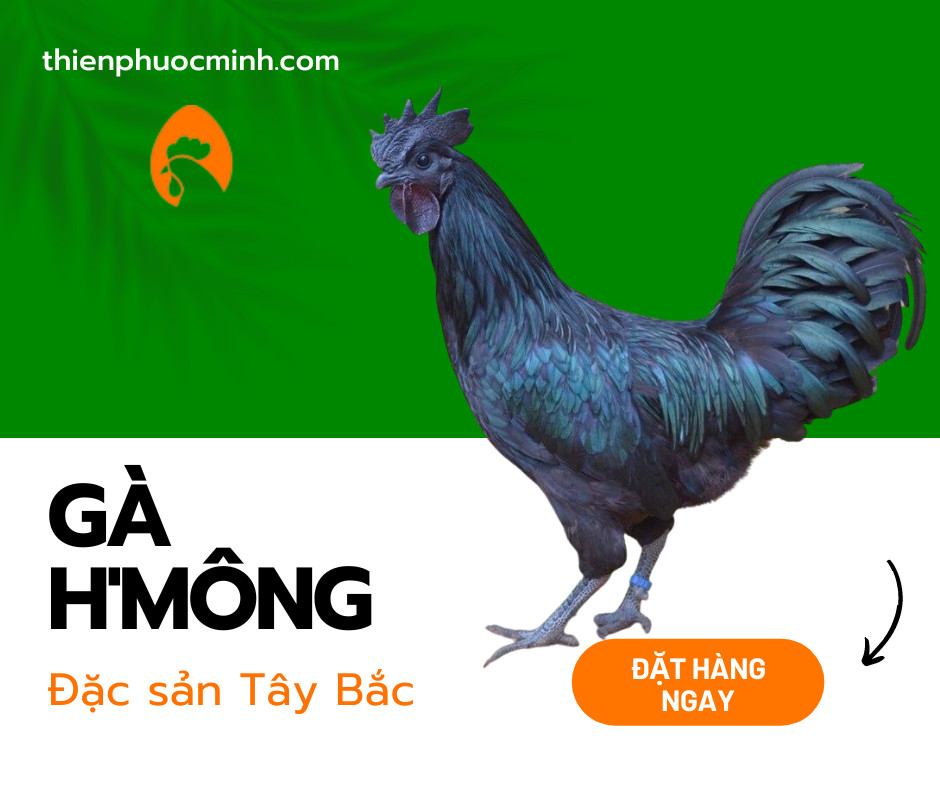 GÀ H’ MÔNG - Đặc Sản Vùng Núi Tây Bắc