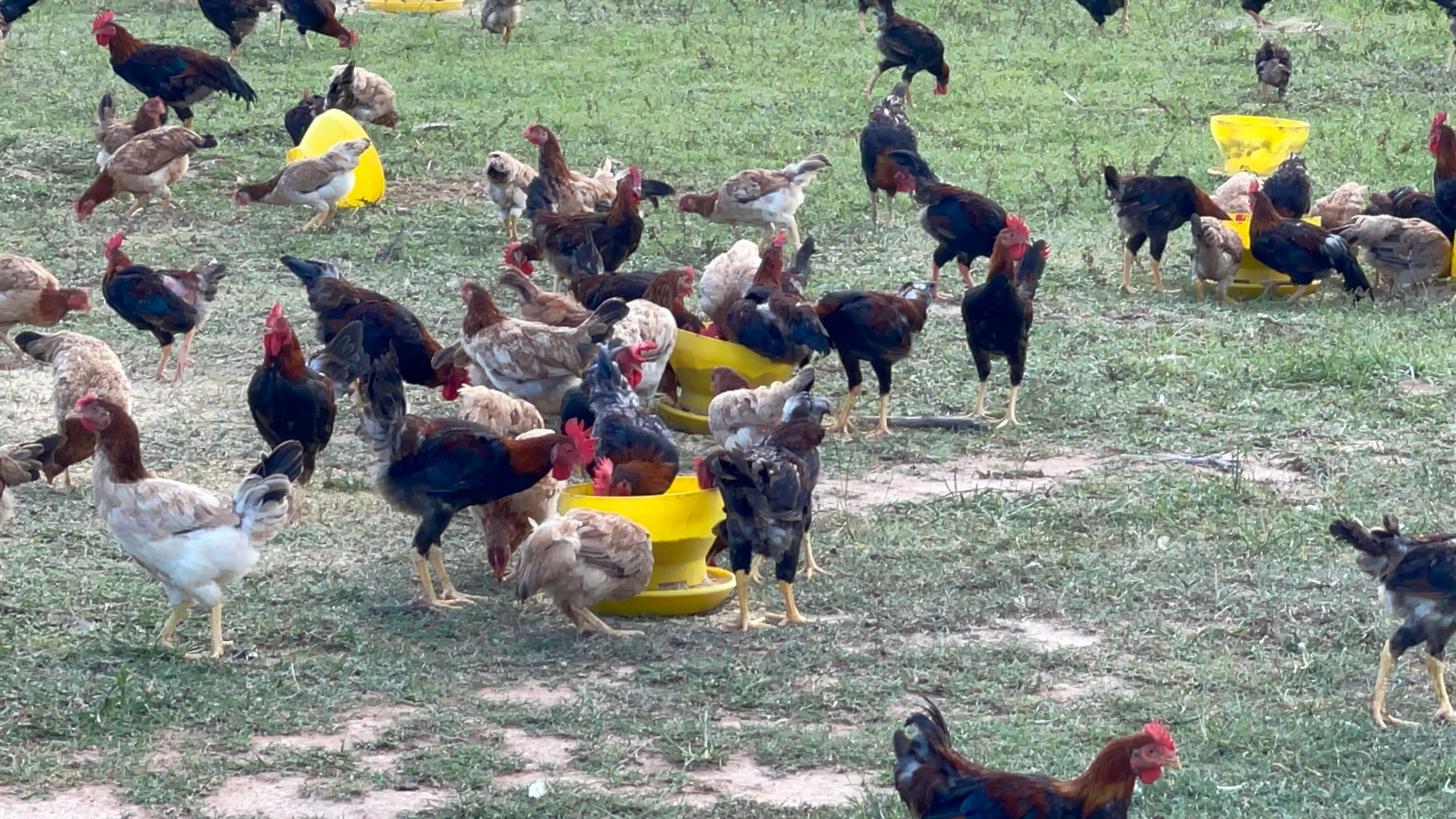 Trứng gà hữu cơ là gì?