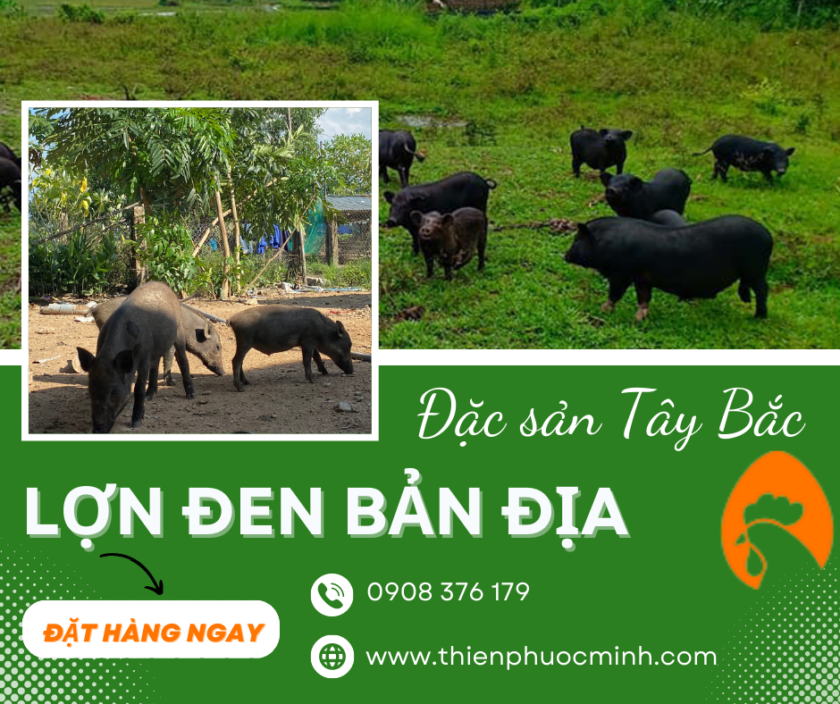 LỢN ĐEN BẢN ĐỊA ĐẶC SẢN VÙNG TÂY BẮC