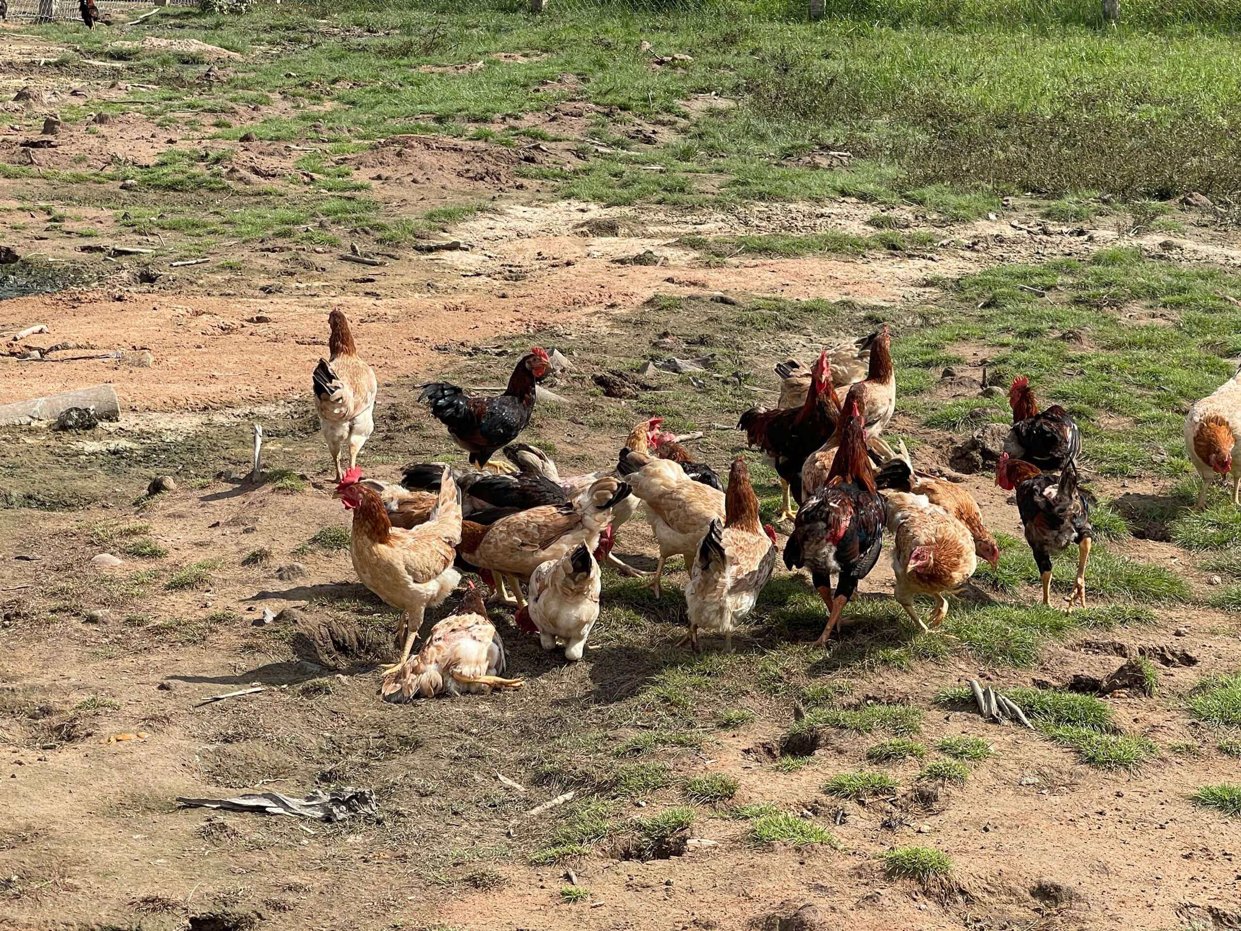 GÀ MÍA THẢ VƯỜN ĐI BỘ - GÀ SỐNG 1,5-2KG/CON