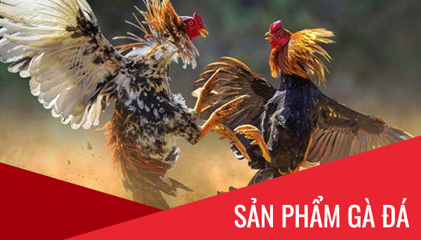 Thức ăn cho chó