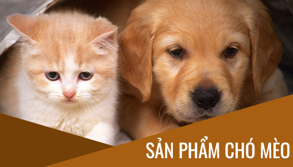 Thức ăn cho mèo