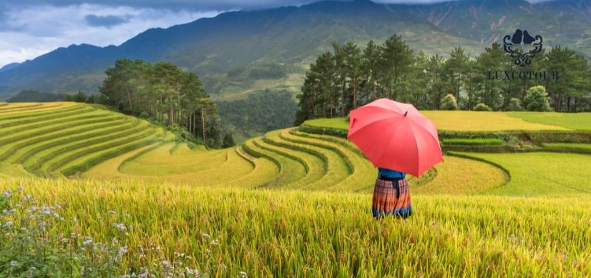 Group Tour: Sapa Trekking 2 Days 1 Night from Hanoi | Unforgettable  Adventure