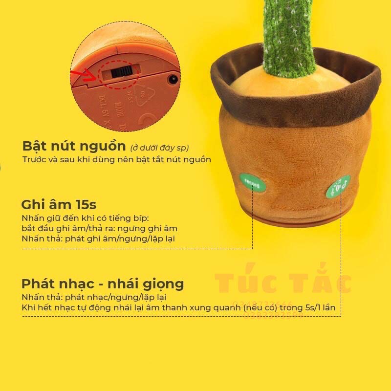 Xương rồng(100 bộ/thùng)