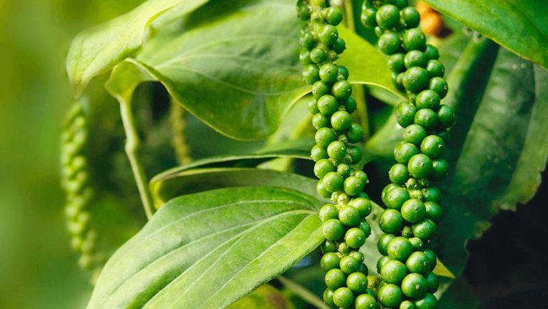 Ảnh 2: Tiêu xanh nổi tiếng là loại gia vị có khả năng kháng viêm hiệu quả
